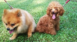 Mau berkenalan dengan kami ?