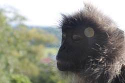 Monyet Bisa Bergaya Meditasi