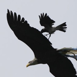Ketika Elang Maskot Lazio Diserang Gagak