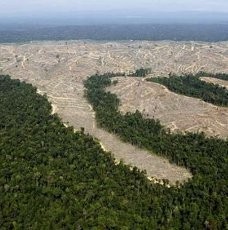 WWF Sebut Ancaman Kerusakan Hutan Terbesar di Sumatera Datang dari Masyarakat