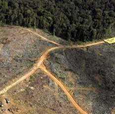 Ini Gambaran Parahnya Kerusakan Hutan di Indonesia dari Analisis WWF