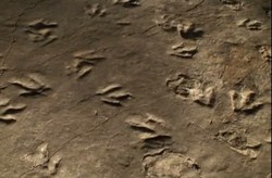 Museum di AS Simpan Jejak Kaki Dinosaurus, Asli!