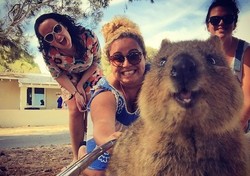 Inikah Hewan Paling Lucu untuk Diajak Selfie?