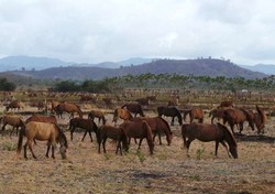 6 Tempat di Indonesia untuk Memotret Fauna Liar