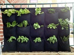 Tanam Sayuran dan Bumbu Sendiri dengan Wadah Bekas Ini (2)