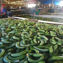 Dulu Susah Dijual, Kini Pisang Sunpride Asal Lampung Diekspor ke 5 Negara