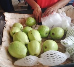 India Mulai Lirik Pepaya Made in Lampung, Dubai Mulai Langganan Jambu Biji