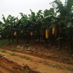 Pisang dan Nanas Made in Lampung Bersaing dengan Produsen Terbesar