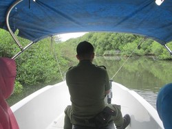 Long Weekend di Jakarta, Yuk Bertualang ke Hutan Mangrove