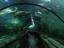 Pertengahan Mei, Seaworld Akan Dibuka Kembali