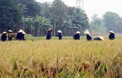BPS: Penurunan Harga Beras di Petani Lebih Parah dari Grosir dan Eceran