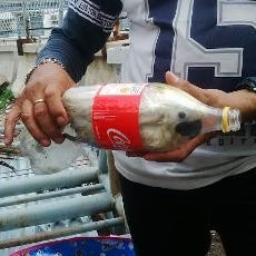 Puluhan Burung Dilindungi Diselamatkan dari KM Tidar