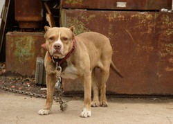 Digigit Anjing Pitbull, 4 Orang di AS Terinfeksi Bakteri Yersinia Pestis