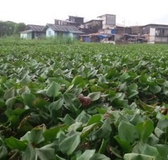 Tak Ada Lagi Asa di Kampung Apung yang Kini Kembali Tenggelam