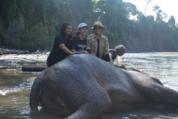 Asyiknya Main Dengah Gajah di Tangkahan, Sumatera Utara