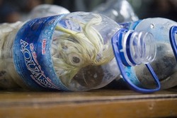 Ancaman Pidana yang Menanti Penyiksa Kakatua Jambul Kuning di Botol Mineral