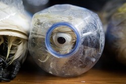 Selain di Botol Mineral, Begini Aksi Sadis Lain Penyelundupan Si Jambul Kuning