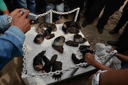 Selain Kakatua, Penyelundupan Beruang Madu dan Trenggiling Juga Membuat Miris