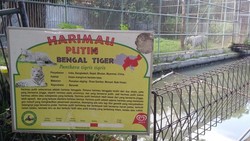 Bertemu Harimau Putih di Surabaya