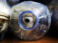 11 Ekor Kakatua yang Disekap di Botol Mineral Mati