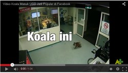 Video Koala Masuk Rumah Sakit Heboh di Facebook