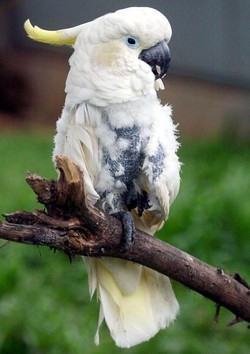 Sifat Menarik Kakatua Jambul Kuning: Loyal Pada Pasangan dan Setia Kawan