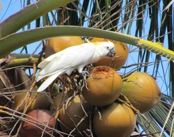 Kisah Punahnya Kakatua Jambul Kuning Abbotti di Masalembu Akibat Perburuan