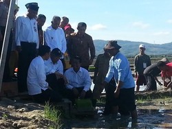 Jokowi Minta Ada 10.000 Hektar Sawah di Pulau Buru