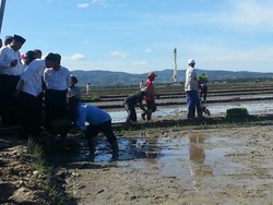 Jokowi: Indonesia Tidak Perlu Impor Beras dari Vietnam atau Thailand