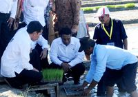 Jokowi Canangkan Penanaman Padi di Pulau Buru
