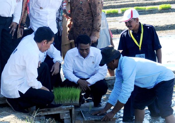 Jokowi Canangkan Penanaman Padi di Pulau Buru