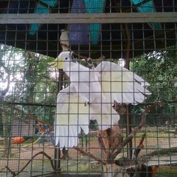 Menyayangi Hewan Langka Bukan dengan Merawat di Rumah #SaveSiJambulKuning