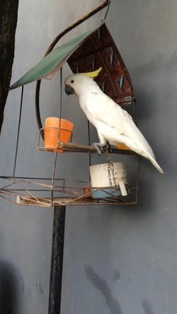 Warga Bekasi Ini Siap Bebaskan Kakatua Jambul Kuning, Siapa Menyusul?