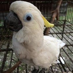 Warga: Saya Mau Lepaskan Kakatua, Tapi Beri Jaminan Dia Tak Ditangkap Lagi