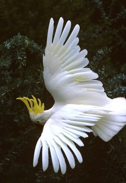 #SaveSiJambulKuning, Mari Kembalikan Kakatua Jambul Kuning ke Alam Liar!