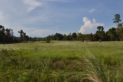 4 Taman Nasional Ini Jadi Habitat Asli Kakatua Jambul Kuning