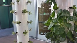 Bahan Makanan Berasal dari Kebun Vertikal Restoran, Kunci Menu Sehat Tender Greens