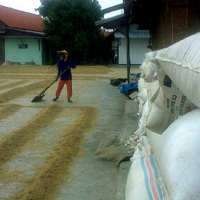 Bulog Baru Serap 25% Beras Petani, Pedagang: Tengkulak yang Untung