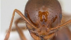 Riset: Teknik Menggali Semut Api Lebih Hebat dari Buldoser