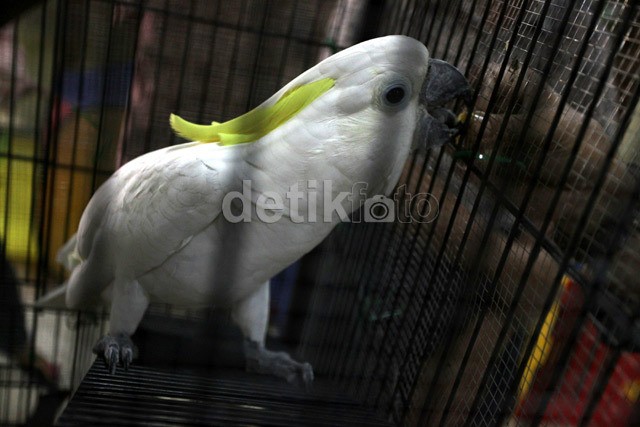 Mendagri: Kakatua Jambul Kuning Dilindungi, Sebaiknya Diserahkan ke Negara Mendagri: Kakatua Jambul Kuning Dilindungi, Sebaiknya Diserahkan ke Negara