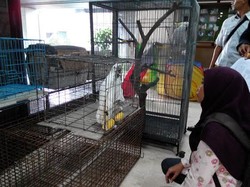 Si Jambul Kuning yang Diserahkan ke Posko Akan Direhabilitasi Sebelum Dilepaskan