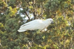 Menteri Siti: Sebelum Dilepas Kakatua Jambul Kuning Direhabilitasi Dulu