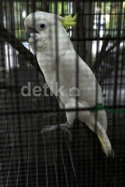 #SaveSiJambulKuning, Posko di Kementerian LHK Terima Penyerahan 1 Burung