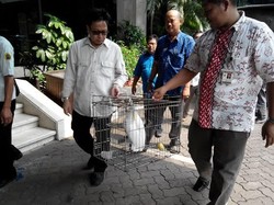 Pelihara Sejak 1990, Akhirnya Effendy Serahkan Jambul Kuning Ke Posko