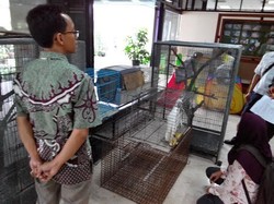 Begini Penampakan Posko untuk Jacob #SaveSiJambulKuning di Manggala Wanabakti