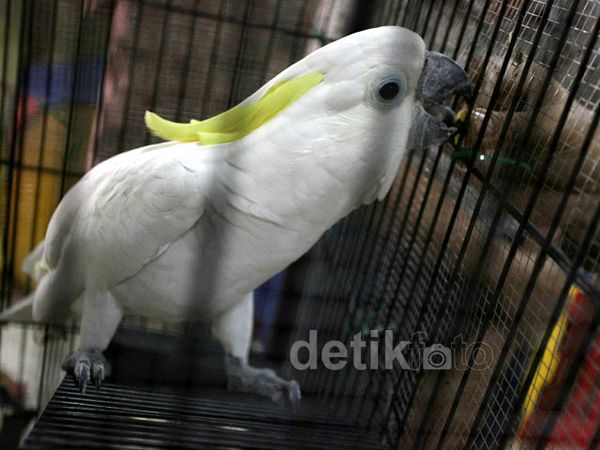 Kemenhut Buka Posko Save Kakatua Jambul Kuning