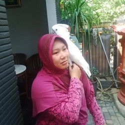 Mengawal Evakuasi Si Jambul Kuning