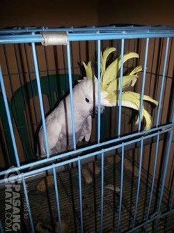 #SaveSiJambulKuning, Eddy akan Serahkan Kakatua Kesayangannya ke Alam Bebas