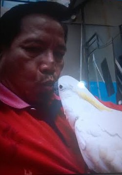 Sutrisno Rela Lepaskan Si Jambul Kuning Setelah Pelihara 15 Tahun