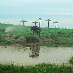 Petualangan Akhir Pekan Bersama Gajah Way Kambas